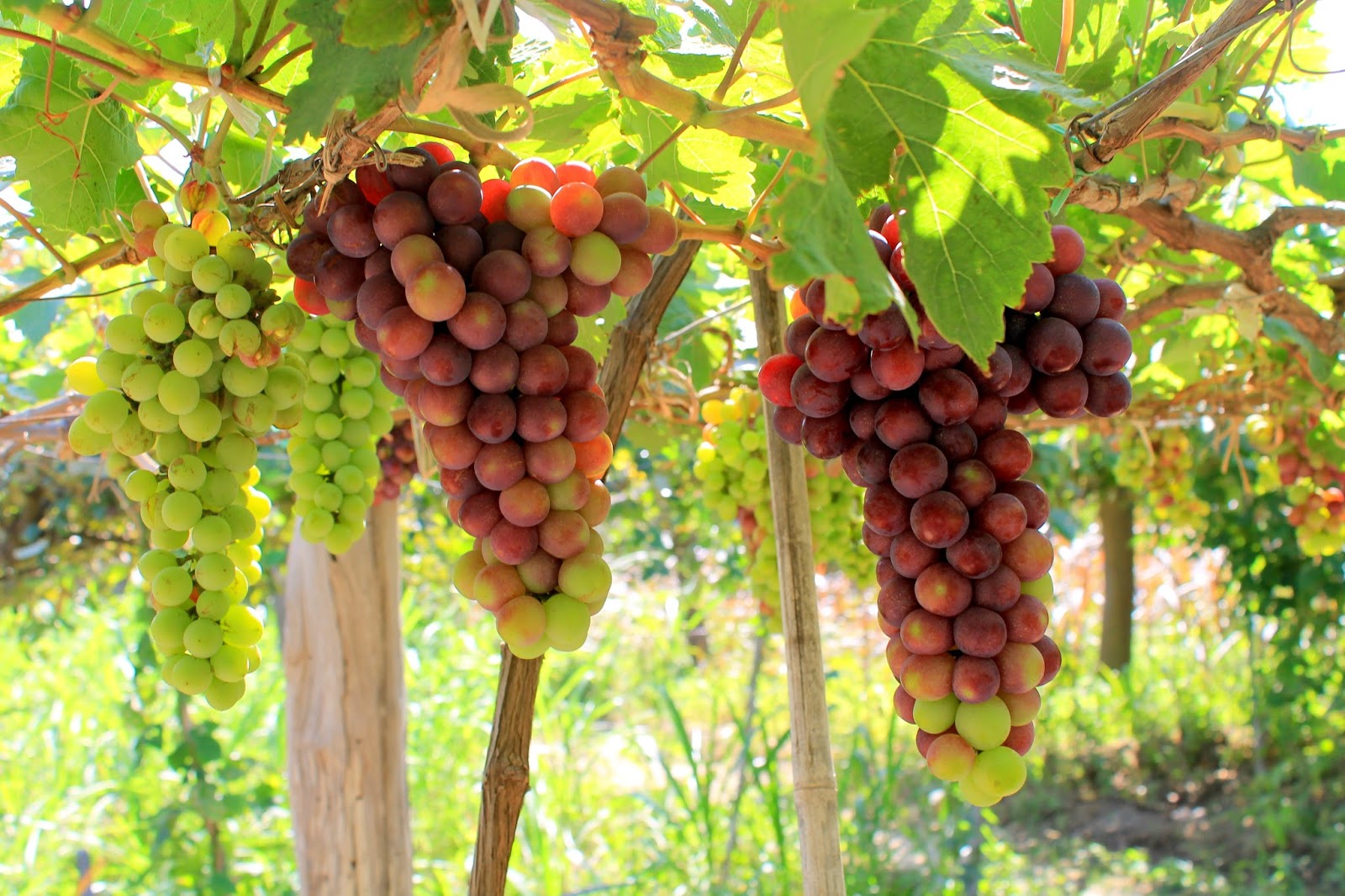 Vườn nho Ninh Thuận xanh mát